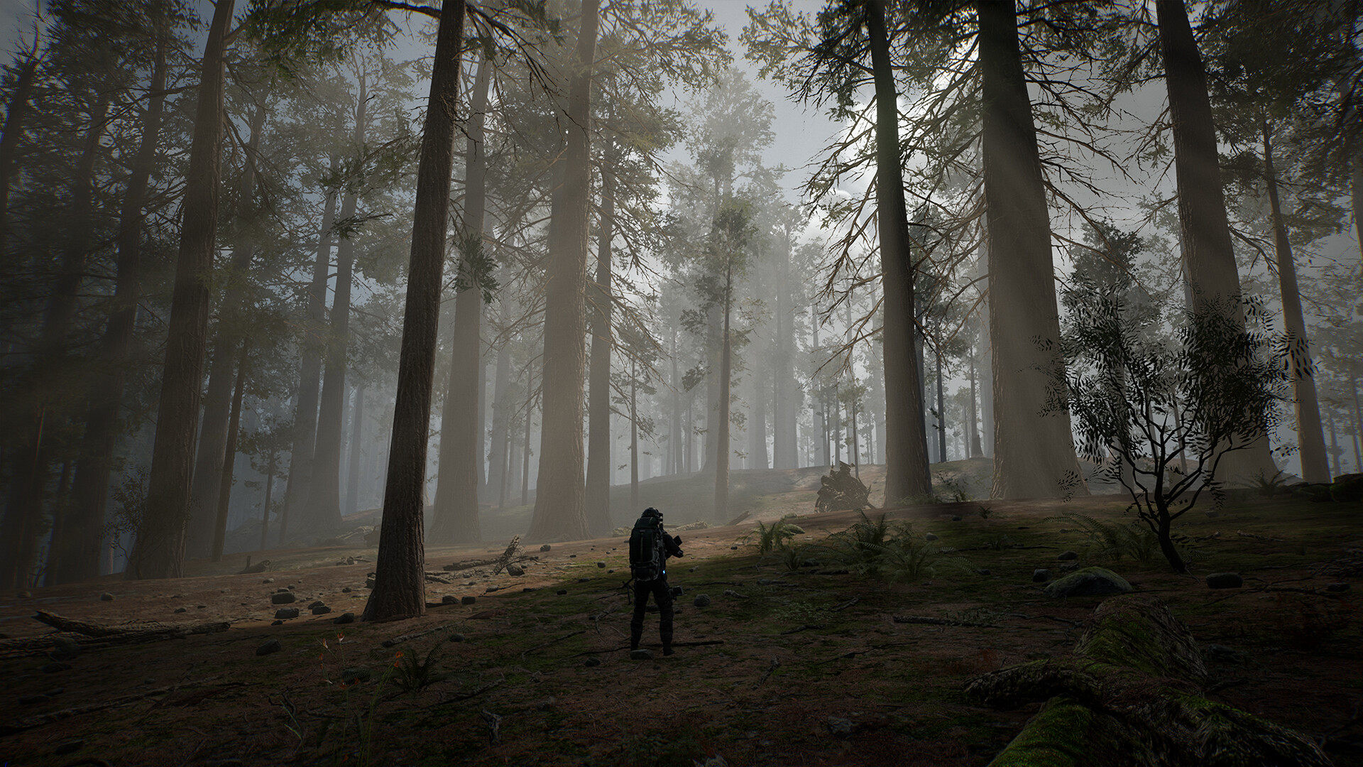 生命效应/LIFE EFFECT-梦帆创业网